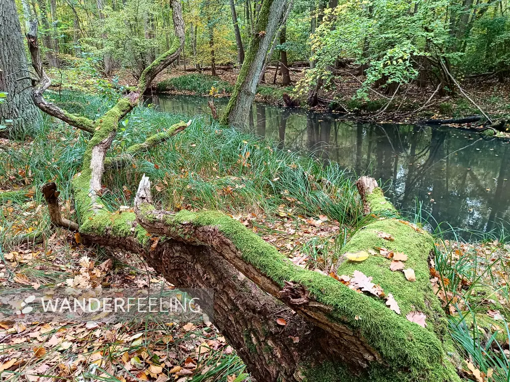 202410190-29 - Buckau bei Brandenburg an der Havel, Havelland, Brandenburg, Deutschland