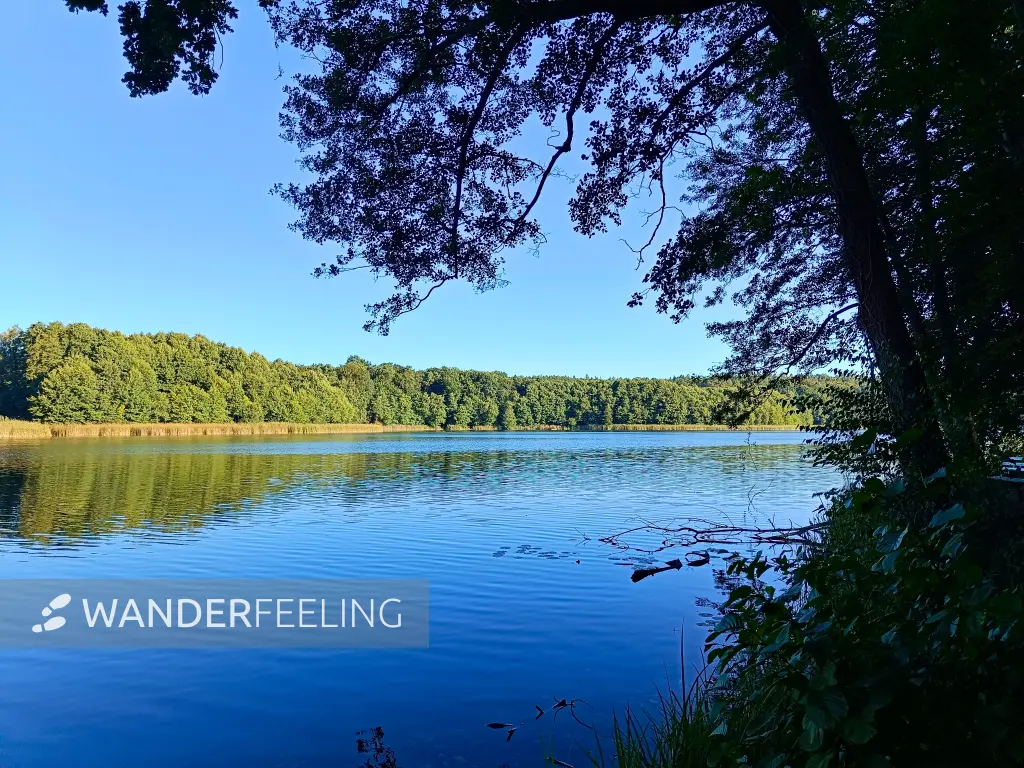 202509010-03 - Dagowsee bei Neuglobsow, Ruppiner Seenland, Brandenburg, Deutschland