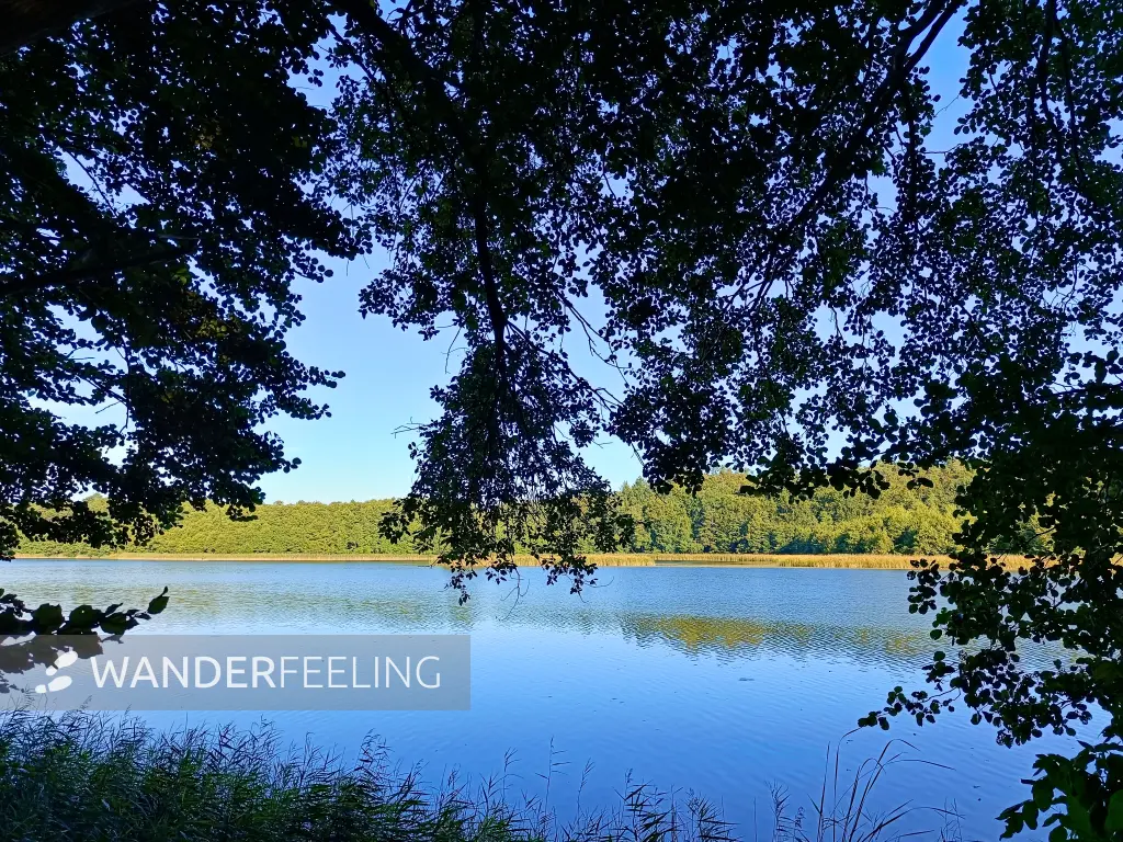 202509010-05 - Dagowsee bei Neuglobsow, Ruppiner Seenland, Brandenburg, Deutschland