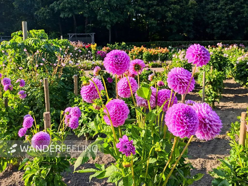 202308221-12 - Dahliengarten im Altonaer Volkspark in Altona, Hamburg, Deutschland