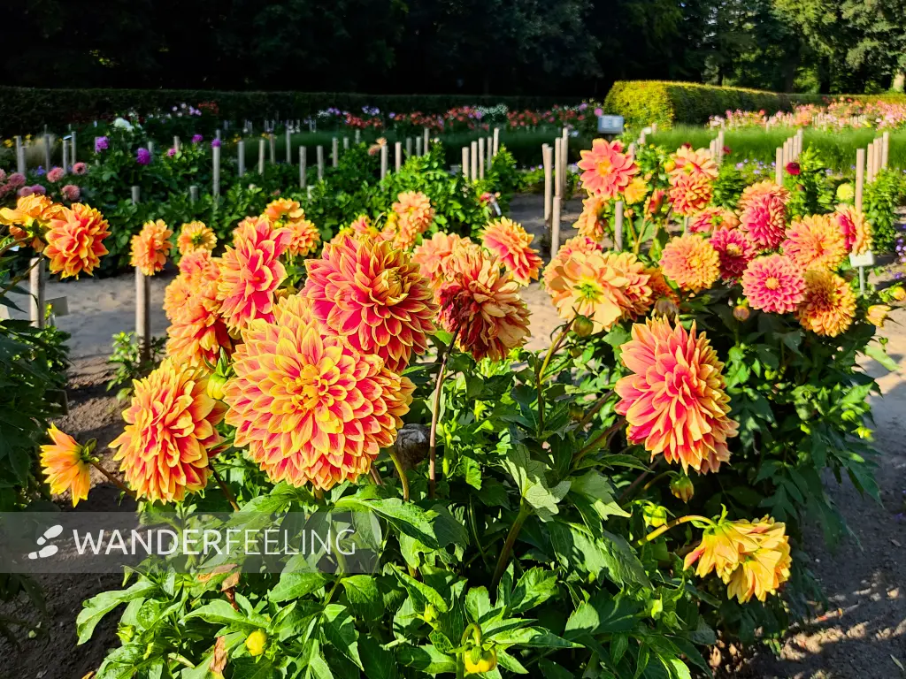 202308221-13 - Dahliengarten im Altonaer Volkspark in Altona, Hamburg, Deutschland