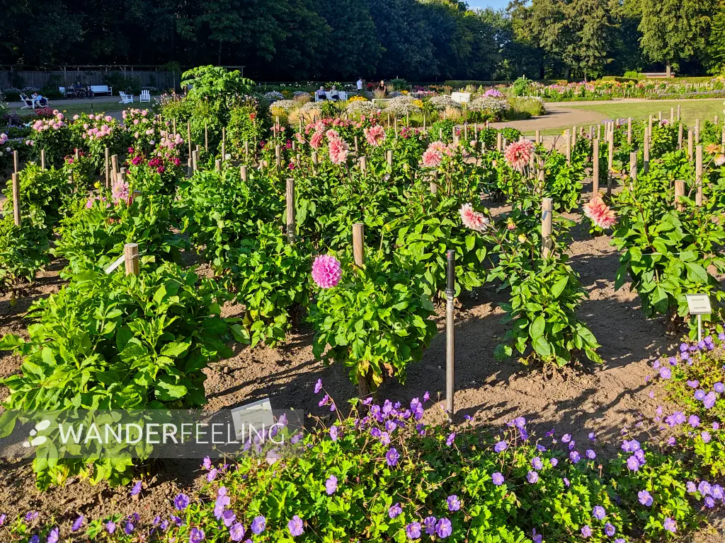 202308221-16 - Dahliengarten im Altonaer Volkspark in Altona, Hamburg, Deutschland