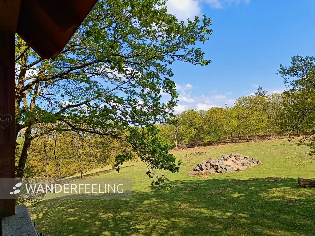 202604210-19 - Damwildgehege im Stadtwald Hagen, Ruhrgebiet, Nordrhein-Westfalen, Deutschland