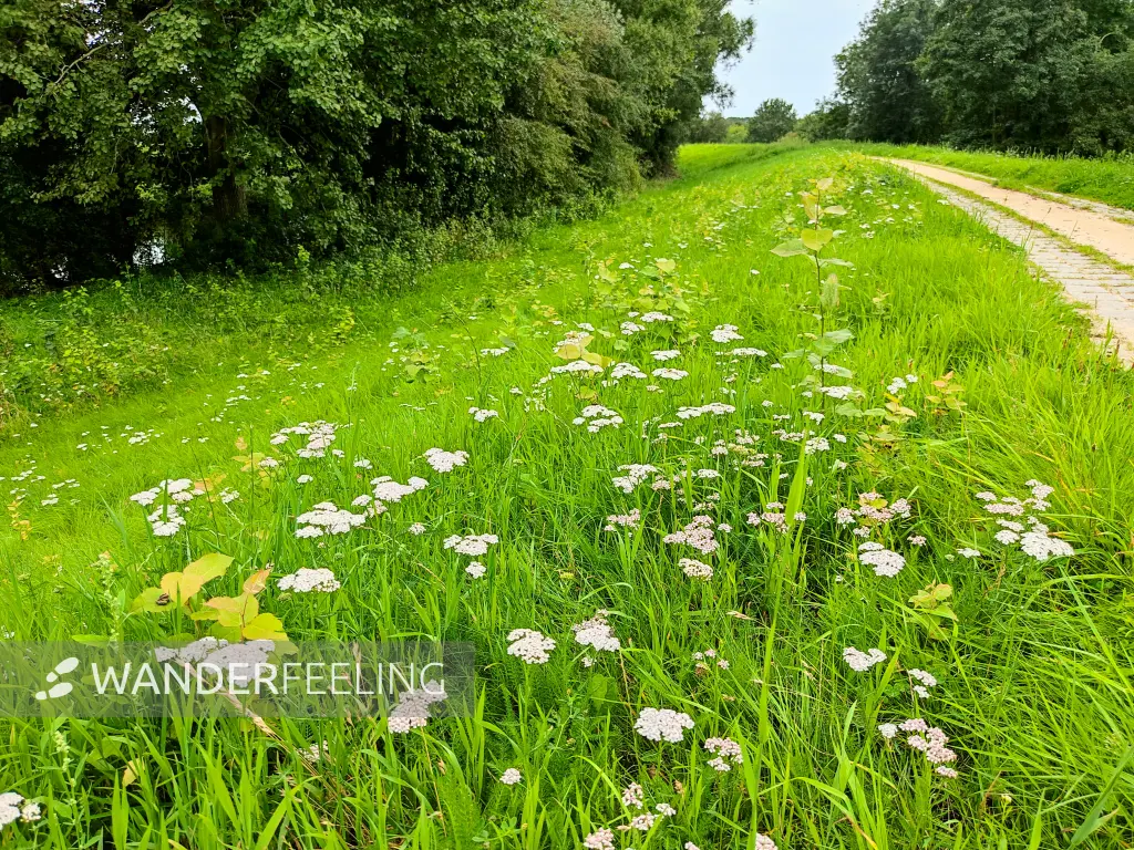 202308160-06 - Deichweg an der Hunte bei Wardenburg, Oldenburger Land, Niedersachsen, Deutschland