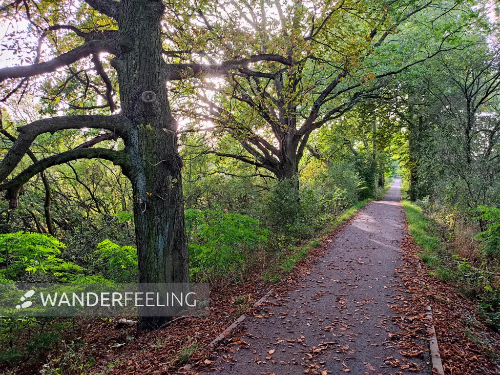 202310110-39 - Deichweg zwischen Waldersee und Vockerode, Anhalt-Dessau-Wittenberg, Sachen-Anhalt, Deutschland