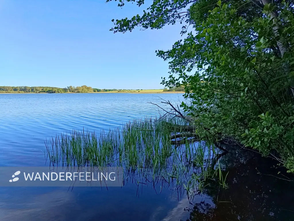 202605270-40 - Dobbertiner See, Mecklenburgische Seenplatte, Mecklenburg-Vorpommern, Deutschland