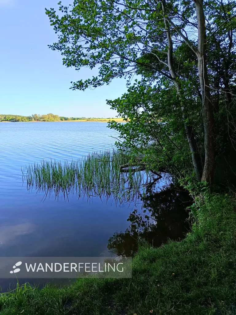 202605270-41 - Dobbertiner See, Mecklenburgische Seenplatte, Mecklenburg-Vorpommern, Deutschland