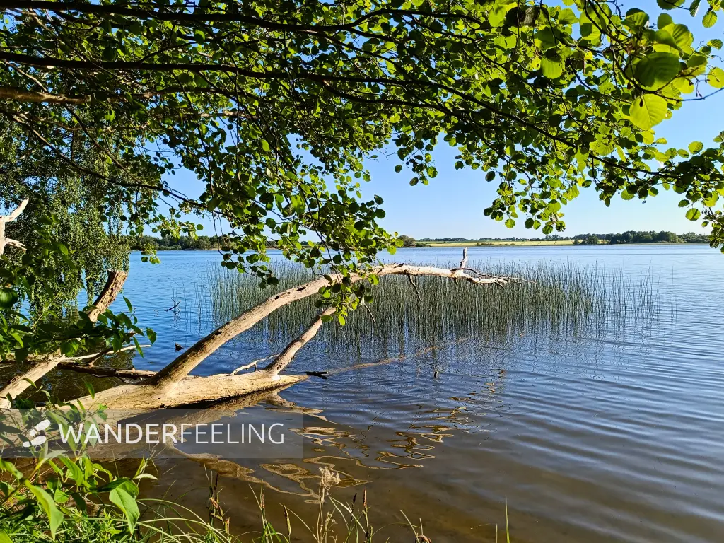 202605270-43 - Dobbertiner See, Mecklenburgische Seenplatte, Mecklenburg-Vorpommern, Deutschland