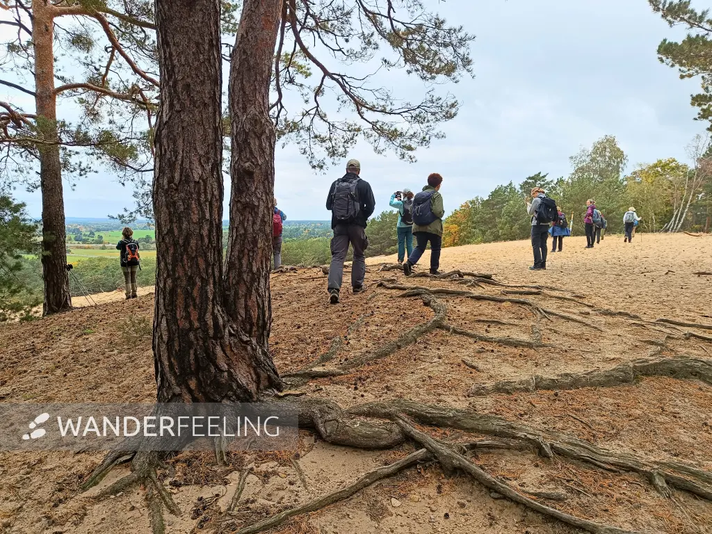 202510110-18 - Dünen am Eichberg bei Saarmund, Fläming, Brandenburg, Deutschland