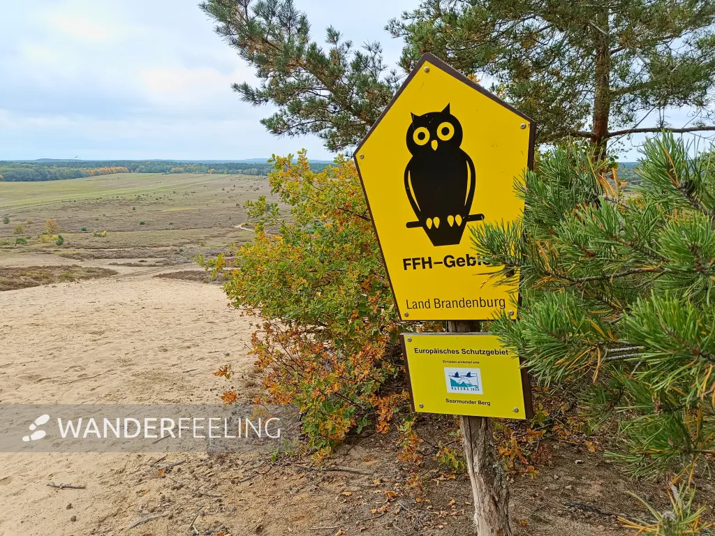 202510110-15 - Dünen am Saarmunder Berg bei Saarmund, Fläming, Brandenburg, Deutschland