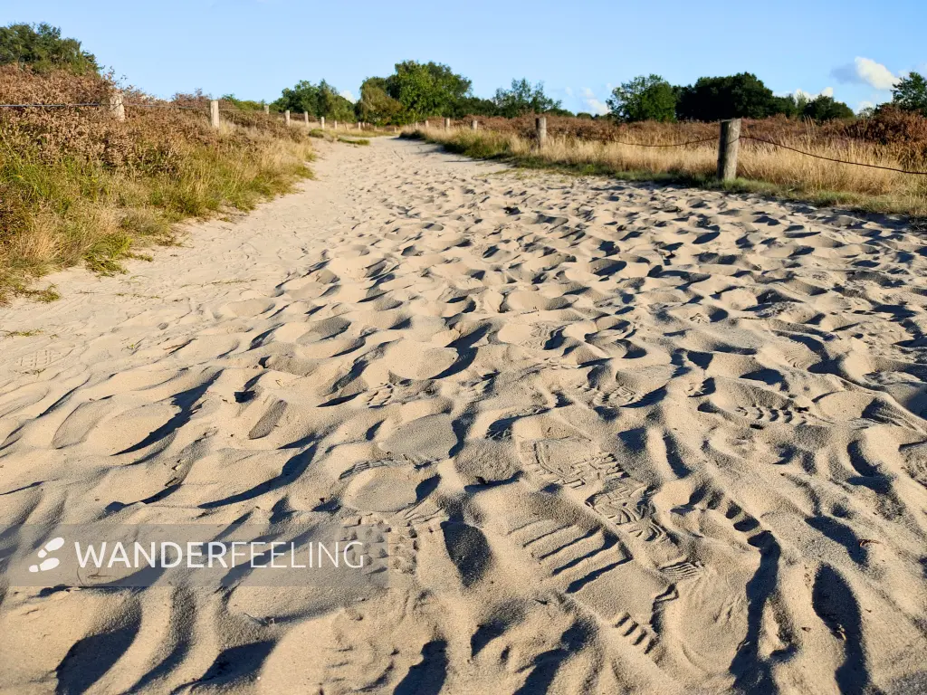 202309241-10 - Dünen in der Boberger Niederung, Hamburg, Deutschland