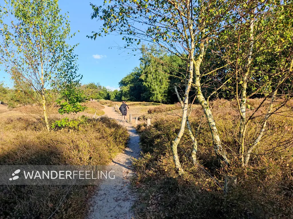 202309241-11 - Dünen in der Boberger Niederung, Hamburg, Deutschland