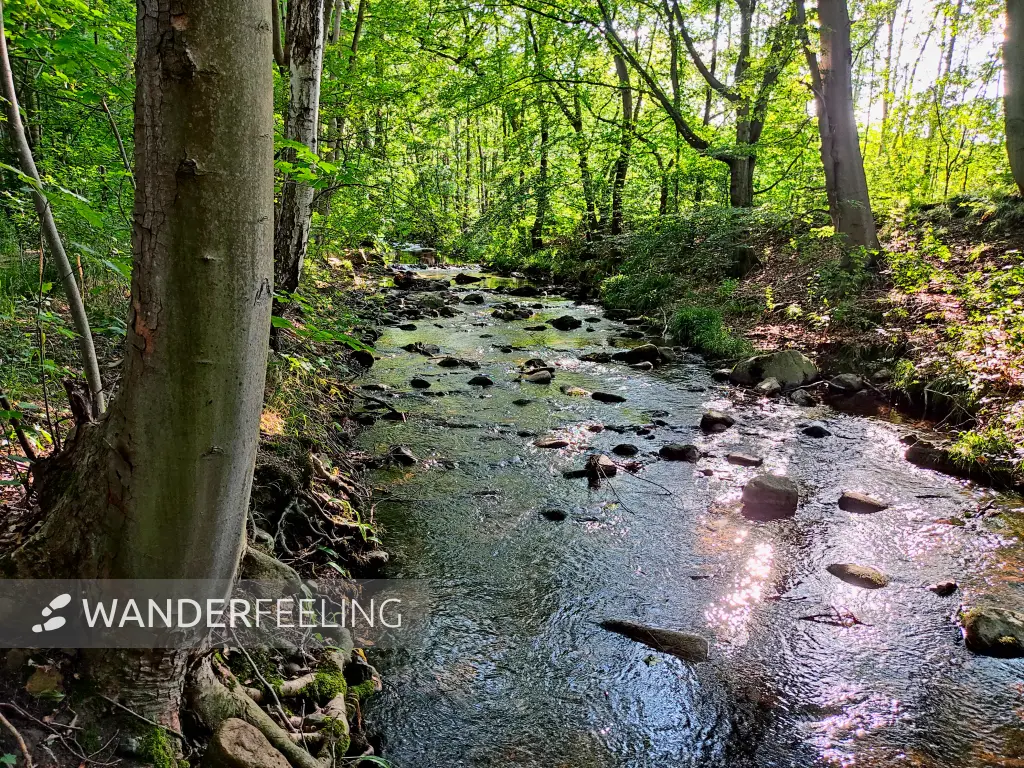 202307180-47 - Ecker bei Stapelburg, Harz, Sachsen-Anhalt, Deutschland
