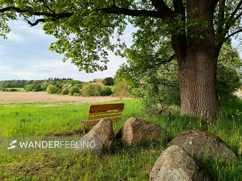 202605090-36 - Eiche mit Bank bei Altkünkendorf, Uckermark, Brandenburg, Deutschland