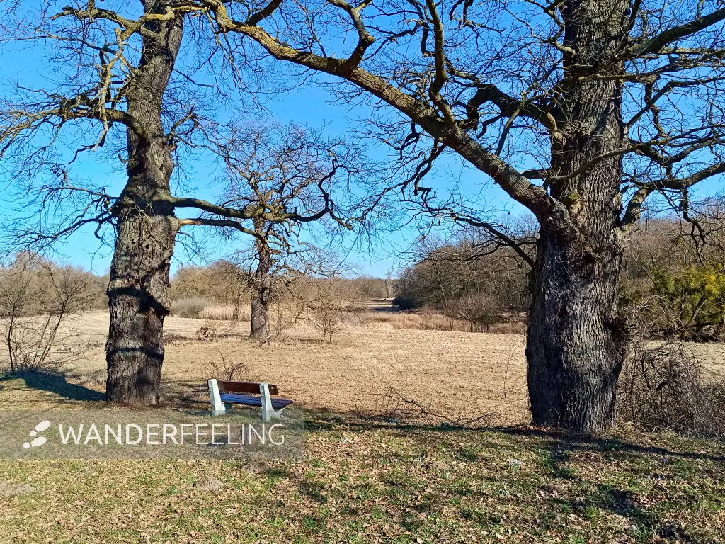 202603030-14 - Eichen an der Mulde in Dessau, Anhalt-Dessau-Wittenberg, Sachsen-Anhalt, Deutschland