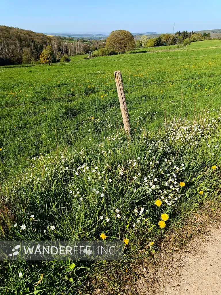 202604240-28 - Eifellandschaft bei Bad Münstereifel, Eifel, Nordrhein-Westfalen, Deutschland