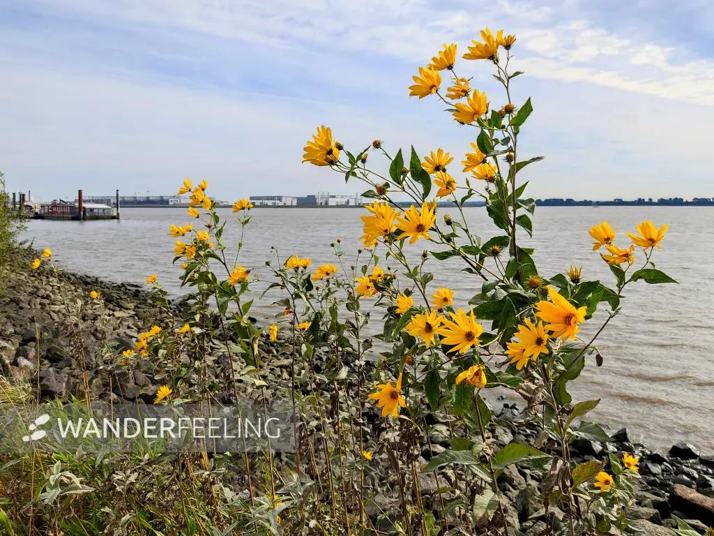 202309250-46 - Elbe bei Blankenese, Hamburg, Deutschland