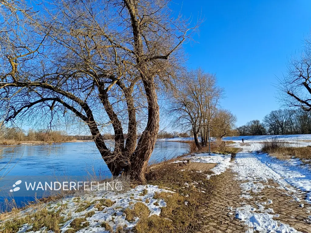 202502190-30 - Elbe bei Dessau, Anhalt-Dessau-Wittenberg, Sachsen-Anhalt, Deutschland