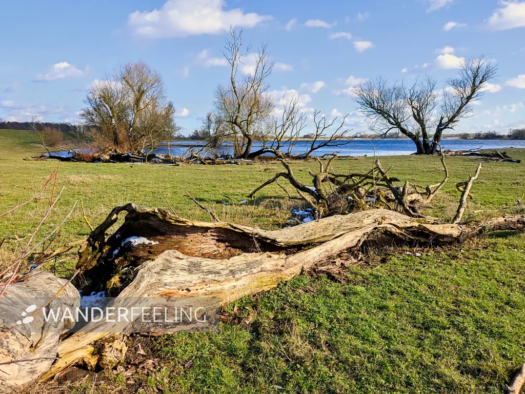 202303110-29 - Elbe bei Müggendorf, Prignitz, Brandenburg, Deutschland
