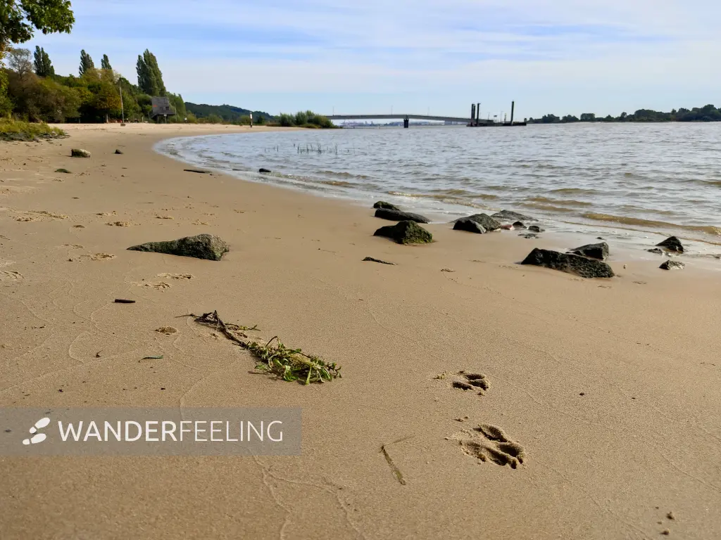 202309250-30 - Elbe bei Wittenbergen, Hamburg, Deutschland