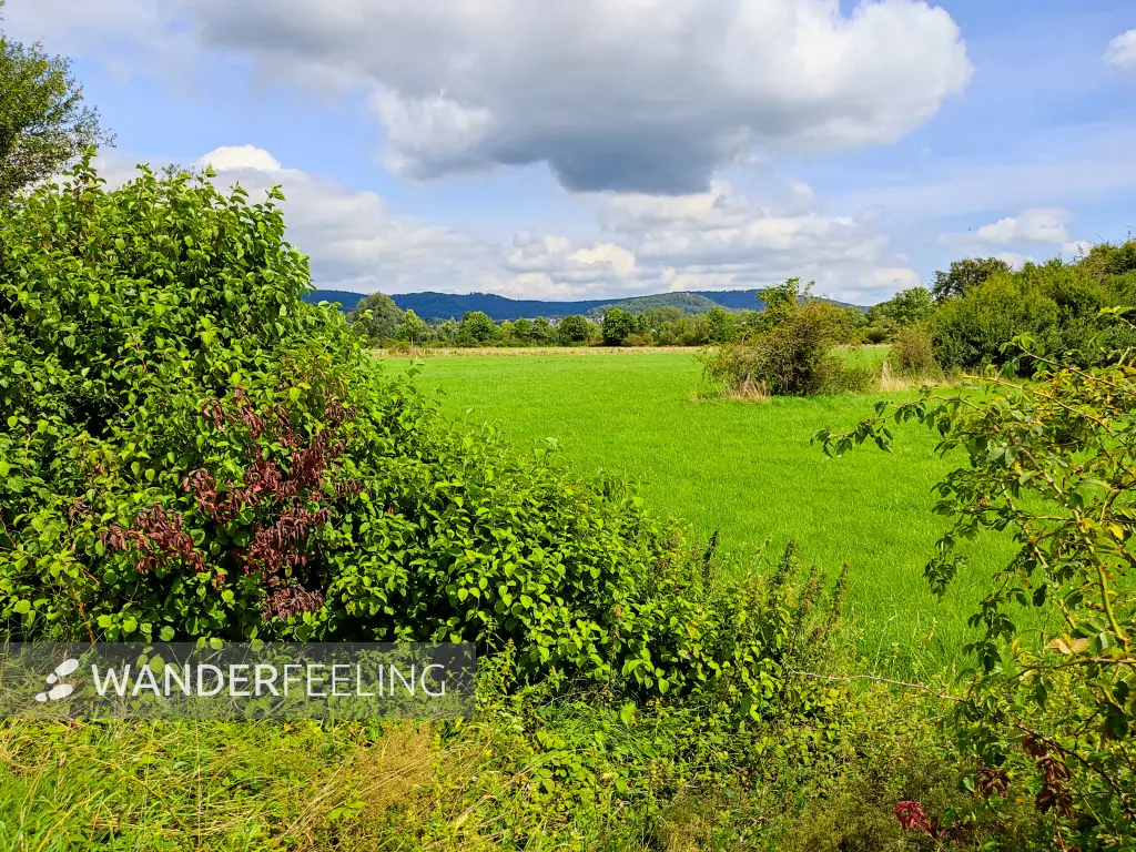 202308150-18 - Emmertal bei Lügde, Weserbergland, Nordrhein-Westfalen, Deutschland