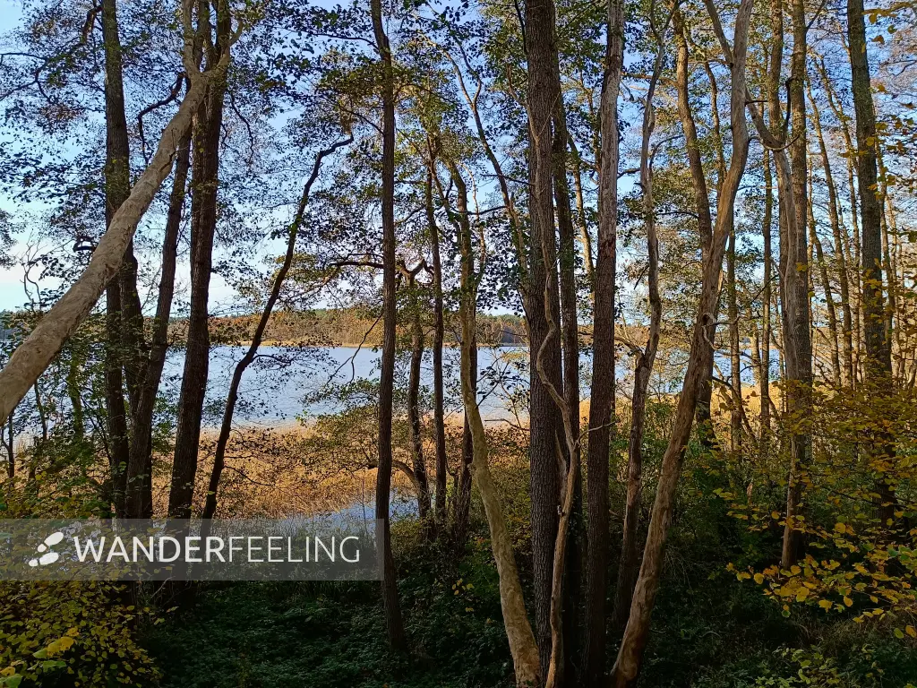 202511050-24 - Erlenwald am Groß Labenzer See bei Groß Labenz, Mecklenburgische Seenplatte, Mecklenburg-Vorpommern, Deutschland