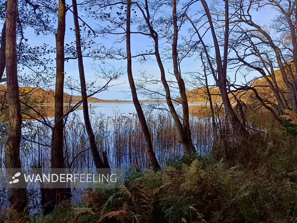 202511050-25 - Erlenwald am Groß Labenzer See bei Groß Labenz, Mecklenburgische Seenplatte, Mecklenburg-Vorpommern, Deutschland