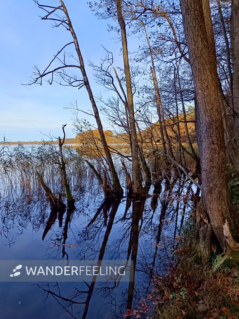 202511050-26 - Erlenwald am Groß Labenzer See bei Groß Labenz, Mecklenburgische Seenplatte, Mecklenburg-Vorpommern, Deutschland