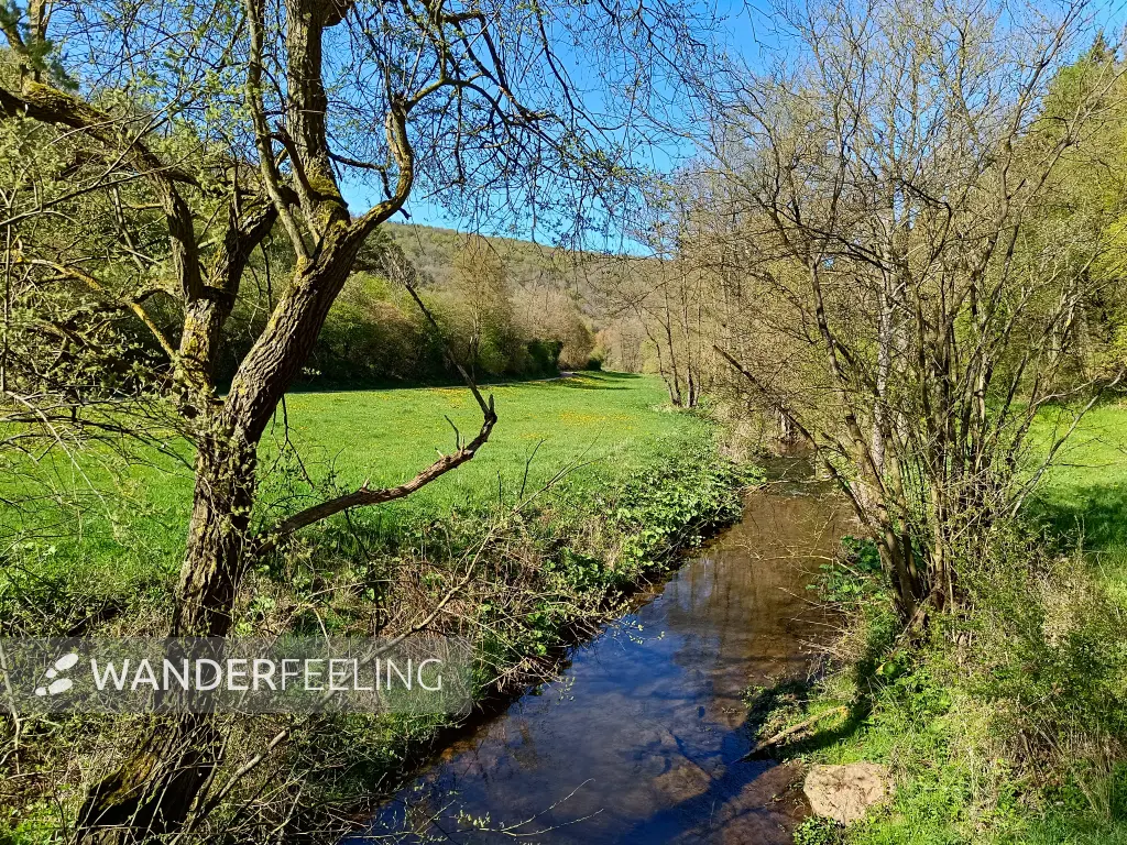 202604240-21 - Eschweiler Bach bei Nöthen, Eifel, Nordrhein-Westfalen, Deutschland