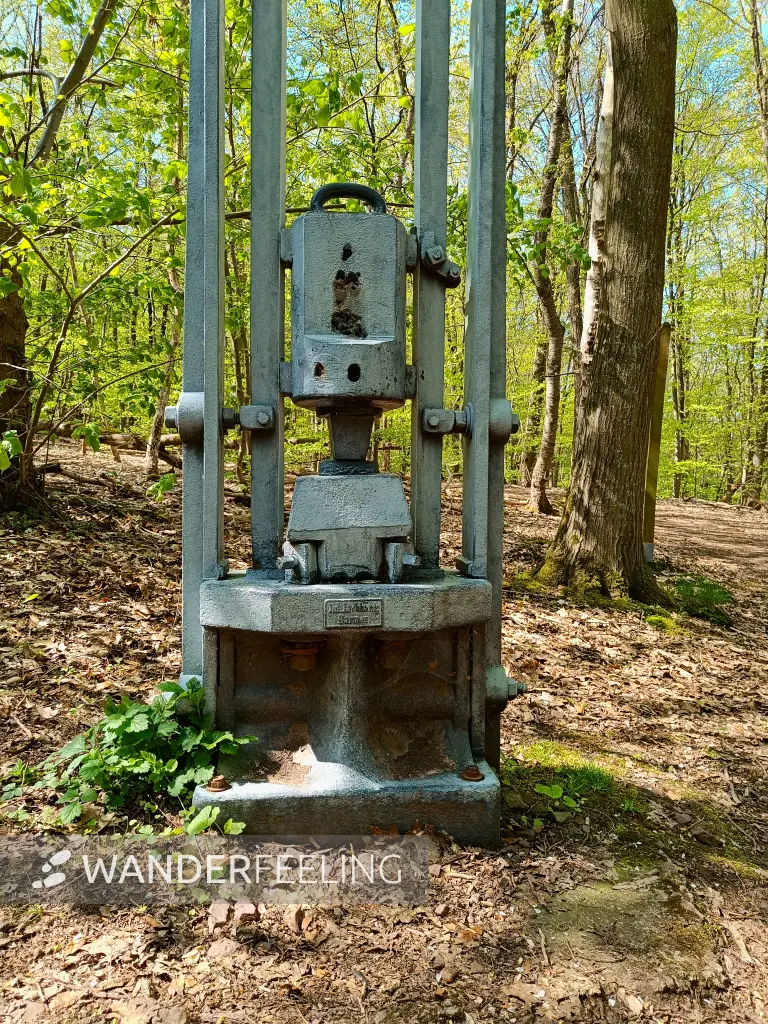 202604210-04 - Fallhammer im Stadtwald Hagen, Ruhrgebiet, Nordrhein-Westfalen, Deutschland