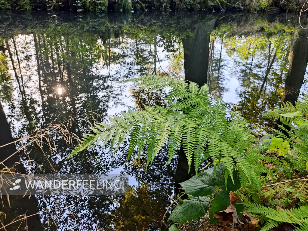 202310230-16 - Farn am Wotschofskaweg bei Lübbenau, Spreewald, Brandenburg, Deutschland