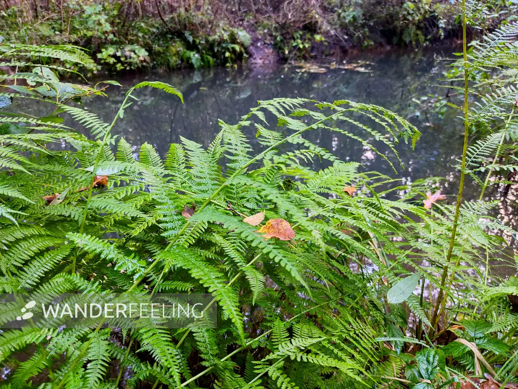 202310230-23 - Farn am Wotschofskaweg bei Lübbenau, Spreewald, Brandenburg, Deutschland