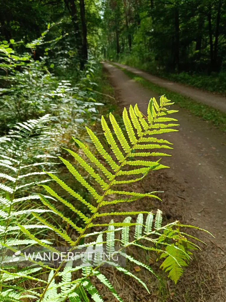 202608110-10 - Farn und Waldweg in der Schönower Heide bei Bernau, Barnimer Land, Brandenburg, Deutschland