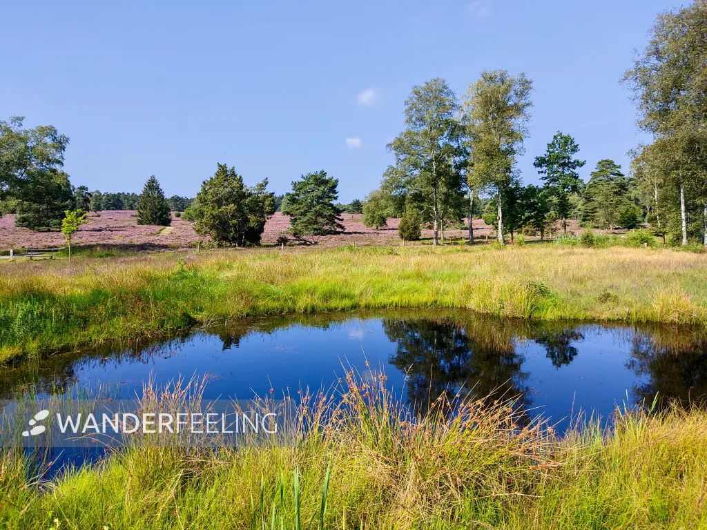 202308240-14 - Feenteiche im Büsenbachtal, Lüneburger Heide, Niedersachsen, Deutschland