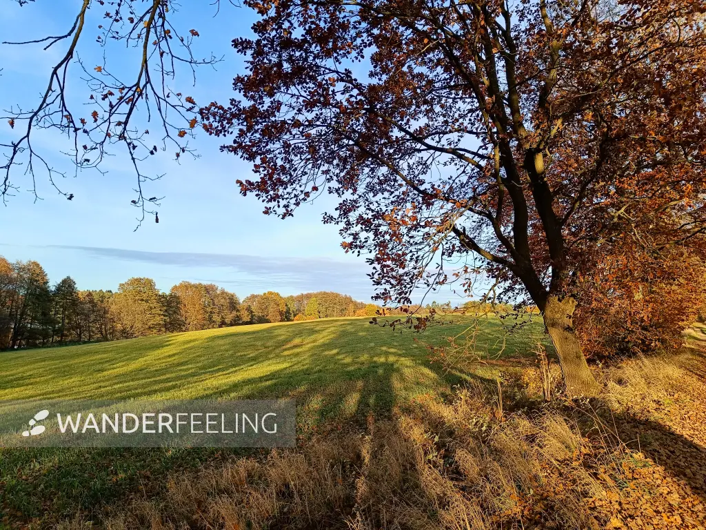 202511040-17 - Feld bei Carpin, Mecklenburgische Seenplatte, Mecklenburg-Vorpommern, Deutschland