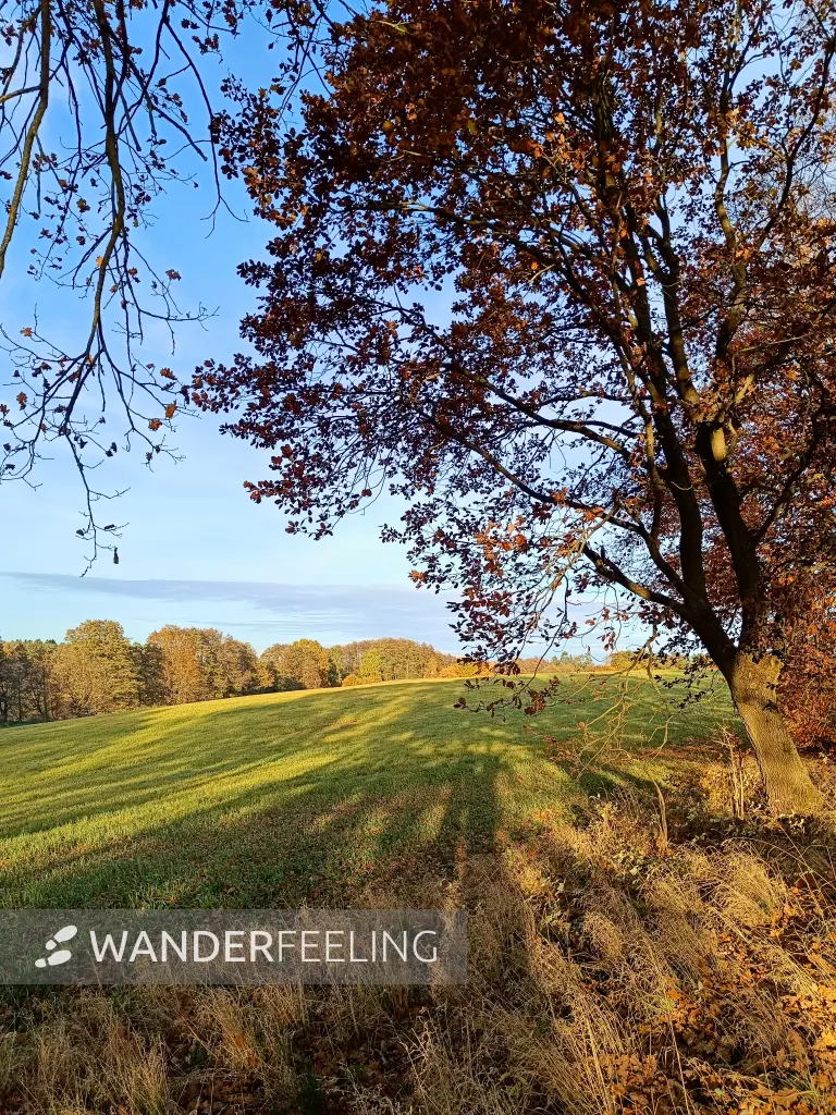 202511040-18 - Feld bei Carpin, Mecklenburgische Seenplatte, Mecklenburg-Vorpommern, Deutschland