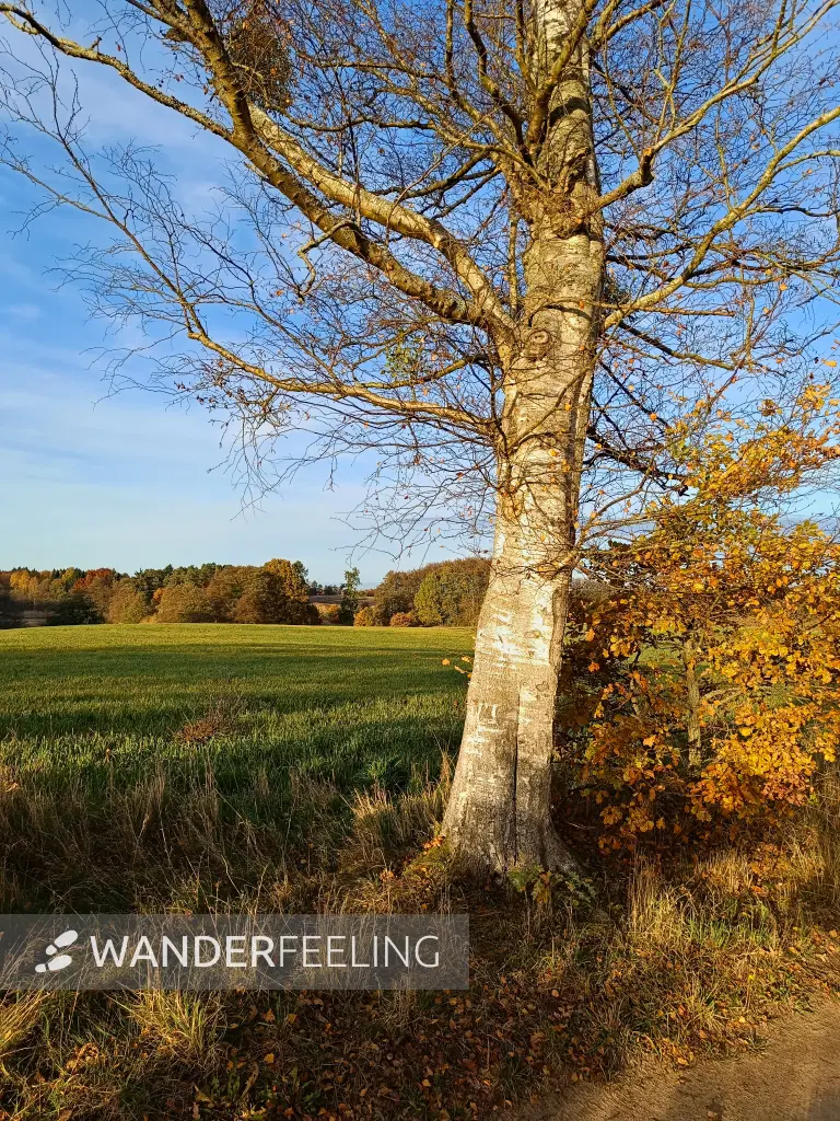 202511040-21 - Feld bei Carpin, Mecklenburgische Seenplatte, Mecklenburg-Vorpommern, Deutschland