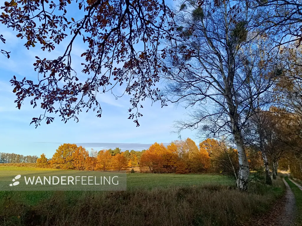 202511040-22 - Feld bei Carpin, Mecklenburgische Seenplatte, Mecklenburg-Vorpommern, Deutschland