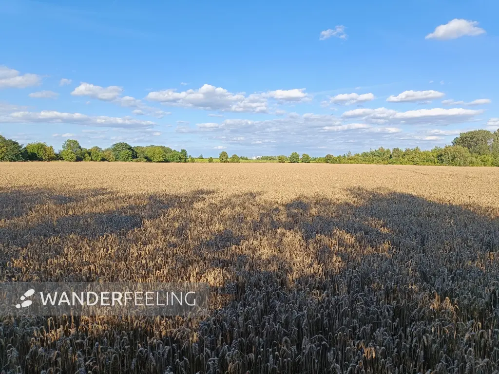 202607280-06 - Feld bei Großziethen, Fläming, Brandenburg, Deutschland