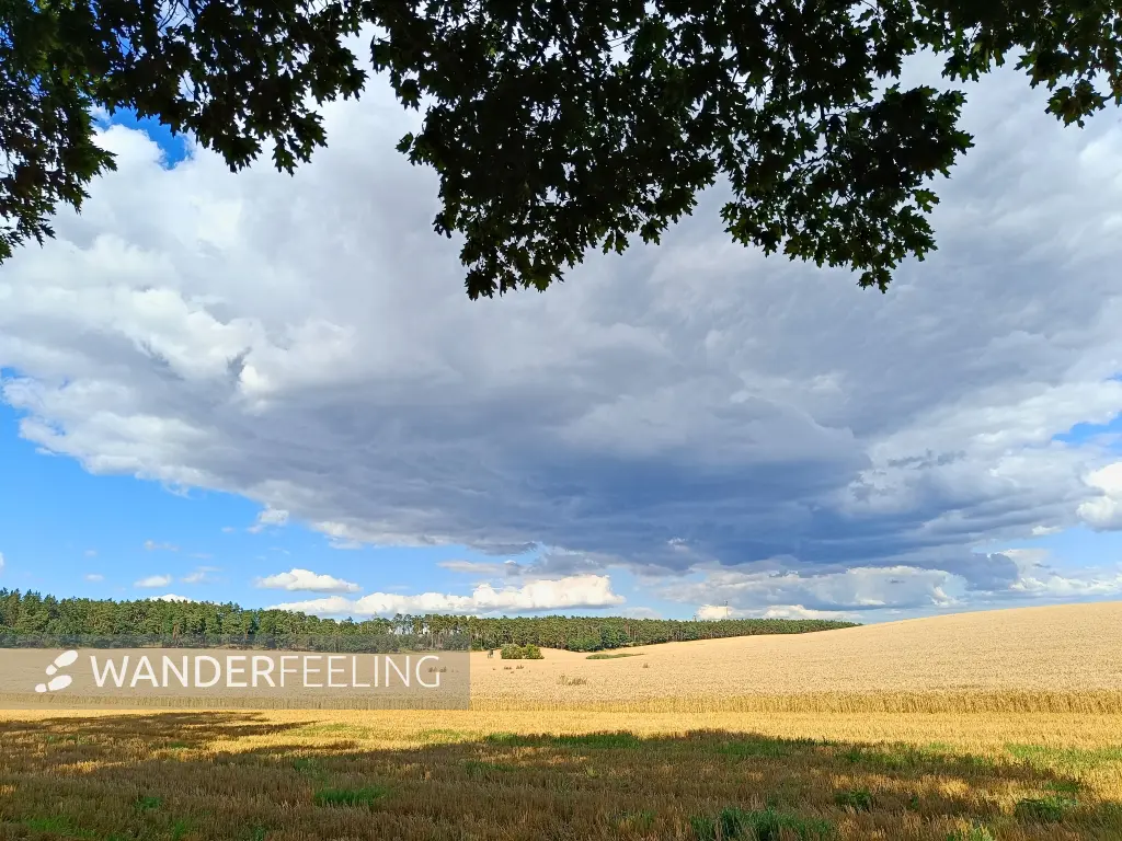 202607210-13 - Feld bei Nennhausen, Havelland, Brandenburg, Deutschland