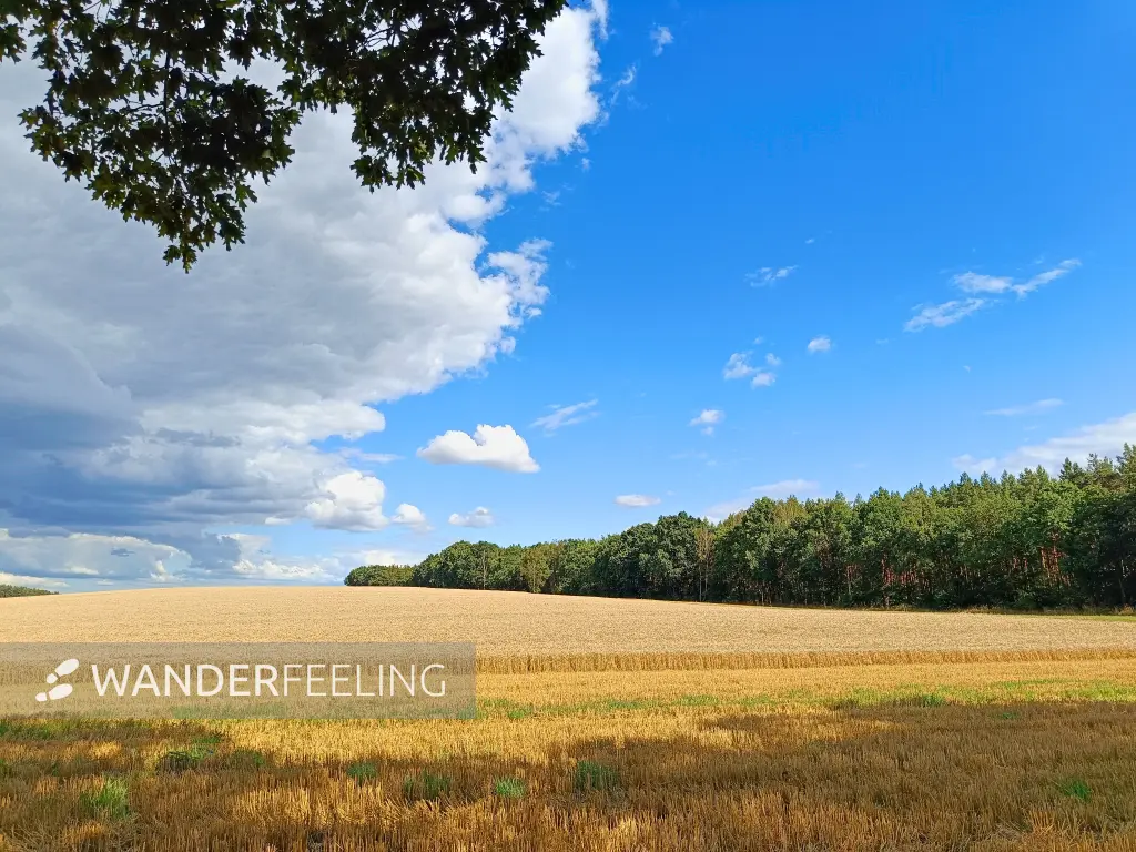 202607210-14 - Feld bei Nennhausen, Havelland, Brandenburg, Deutschland