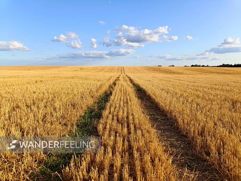 202607210-29 - Feld bei Nennhausen, Havelland, Brandenburg, Deutschland