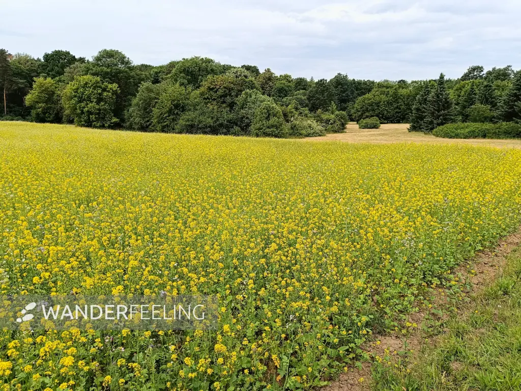 202506070-19 - Feld im Botanischen Volkspark Pankow, Berlin, Deutschland