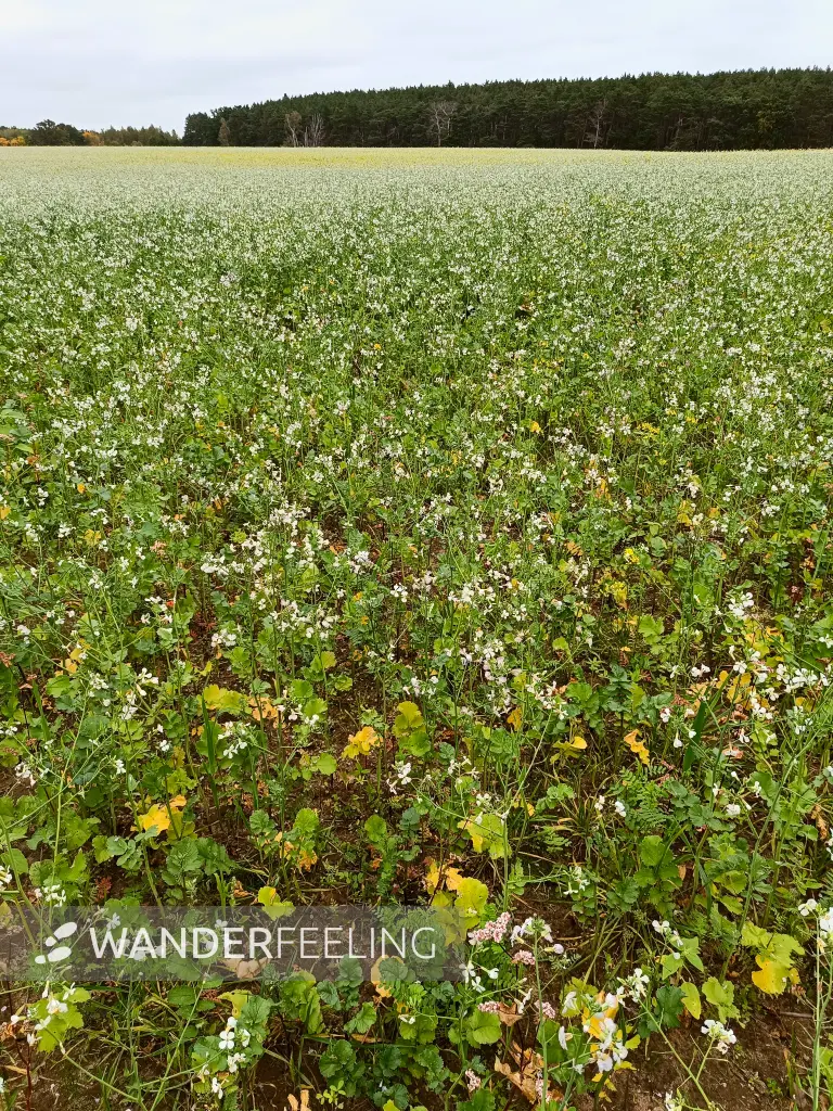 202510110-03 - Feld mit Ackerrettich bei Stücken, Fläming, Brandenburg, Deutschland