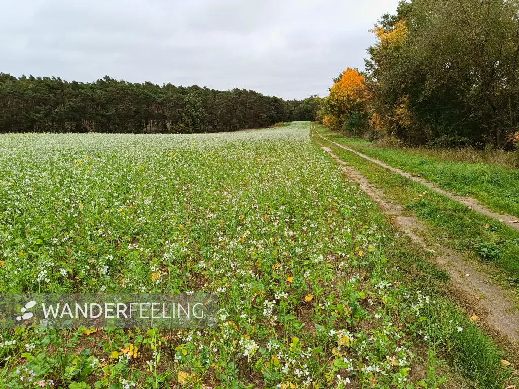 202510110-04 - Feld mit Ackerrettich bei Stücken, Fläming, Brandenburg, Deutschland