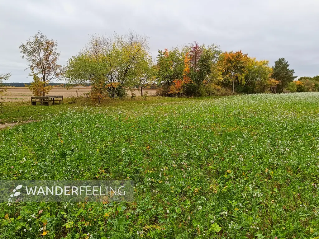 202510110-05 - Feld mit Ackerrettich bei Stücken, Fläming, Brandenburg, Deutschland