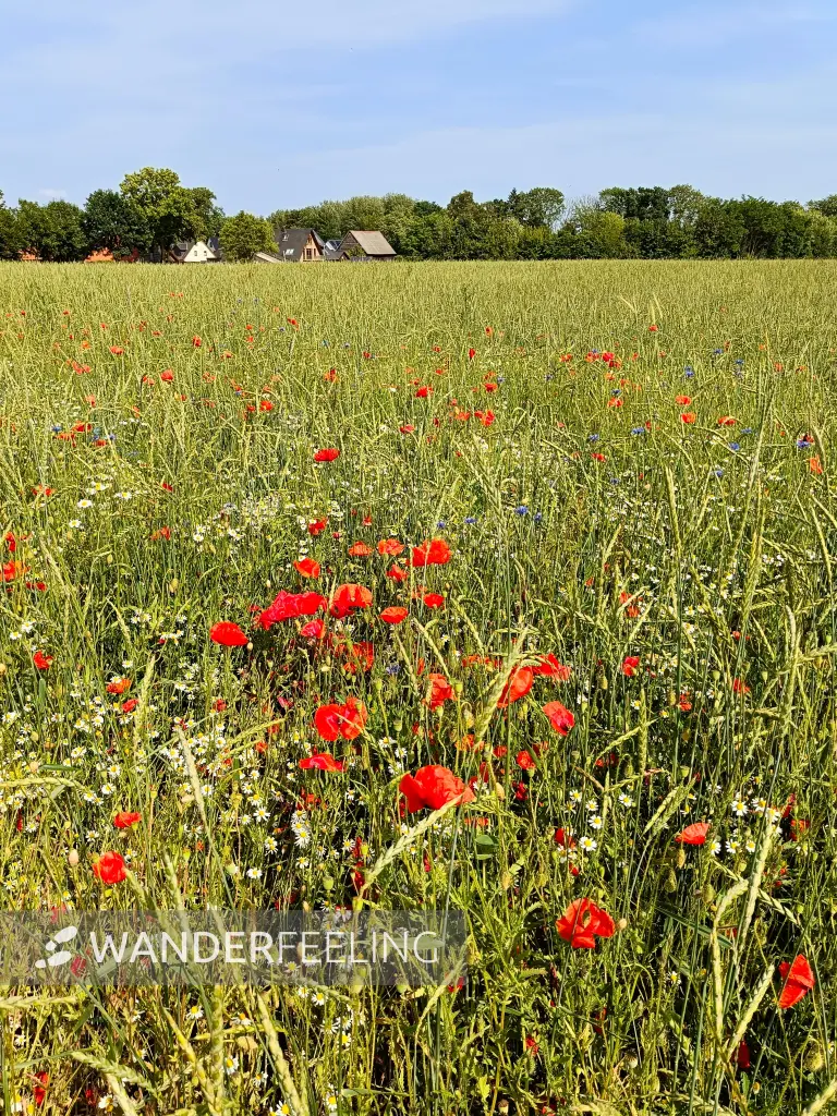 202506170-27 - Feld mit Klatschmohn und Kamille bei Gallentin, Mecklenburgische Seenplatte, Mecklenburg-Vorpommern, Deutschland