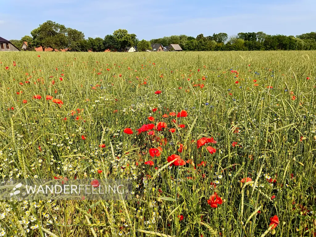 202506170-28 - Feld mit Klatschmohn und Kamille bei Gallentin, Mecklenburgische Seenplatte, Mecklenburg-Vorpommern, Deutschland