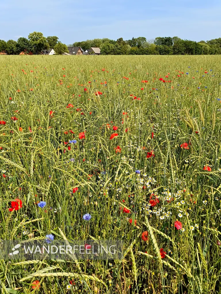 202506170-25 - Feld mit Klatschmohn und Kornblumen bei Gallentin, Mecklenburgische Seenplatte, Mecklenburg-Vorpommern, Deutschland