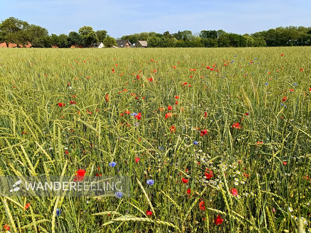 202506170-26 - Feld mit Klatschmohn und Kornblumen bei Gallentin, Mecklenburgische Seenplatte, Mecklenburg-Vorpommern, Deutschland